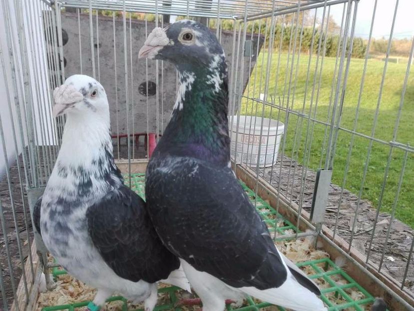 611587899_1_1000x700_golebie-staropolskie-krakow - V--Album ORIENTATIV-2