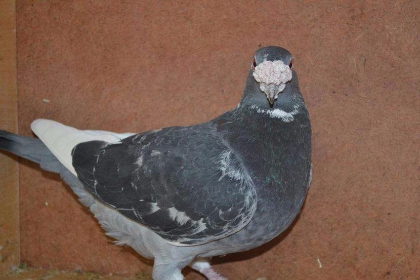 612054205_2_1000x700_golebie-staropolskie-dodaj-zdjecia - V--Album ORIENTATIV-2