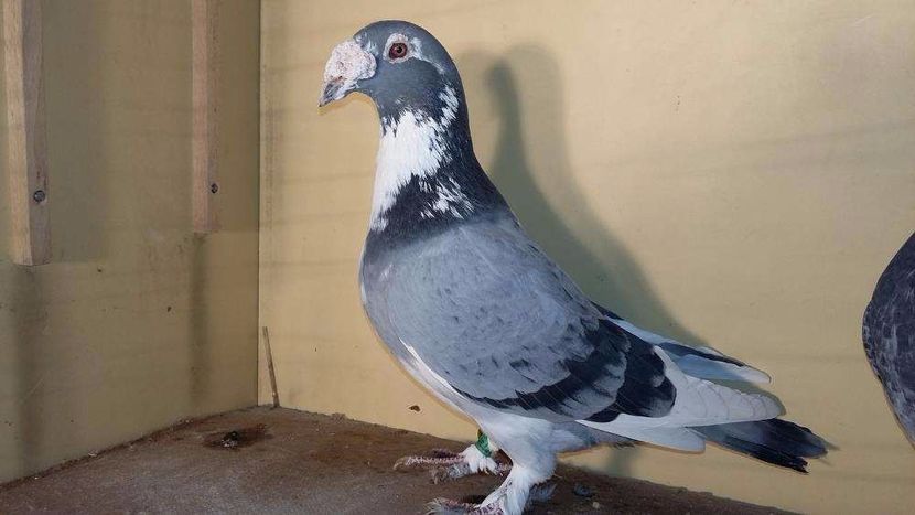 612118039_4_1000x700_golebie-staropolskie-para-2-zwierzeta_rev001 - V--Album ORIENTATIV-2