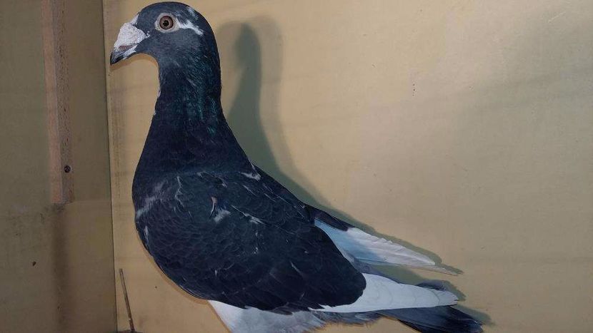 612118039_5_1000x700_golebie-staropolskie-para-2-malopolskie_rev001 - V--Album ORIENTATIV-2