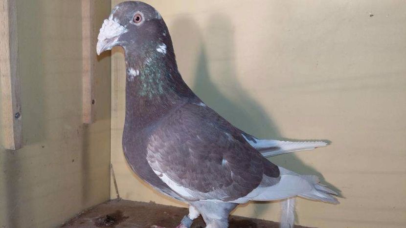 612127057_2_1000x700_golebie-staropolskie-samiec-4-dodaj-zdjecia_rev002 - V--Album ORIENTATIV-2