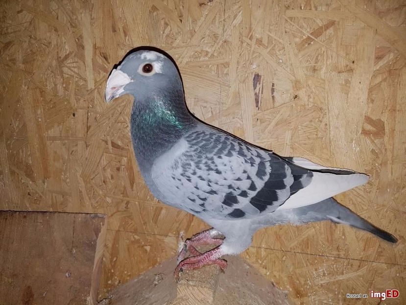 golebie-staropolskie-15-golebie-staropolskie-4-4 - V--Album ORIENTATIV-2