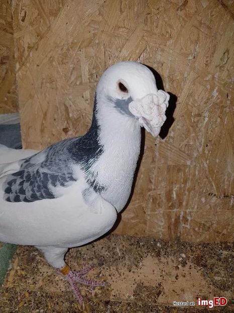 golebie-staropolskie-15-golebie-staropolskie-7-7 - V--Album ORIENTATIV-2