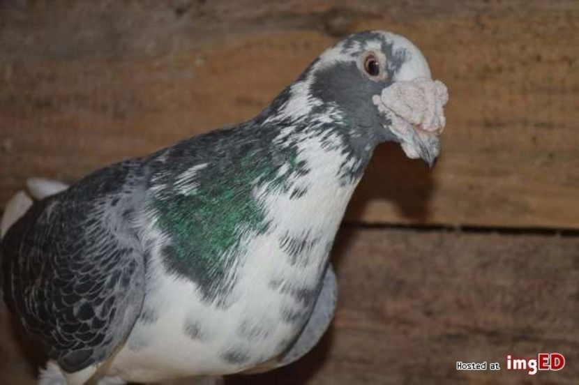 golebie-staropolskie-golebie-staropolskie-8-8 - V--Album ORIENTATIV-2