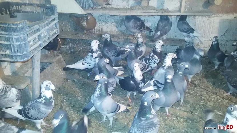 golebie-staropolskie-i-mulemansy-golebie-staropolskie-i-mulemansy-5-5 - V--Album ORIENTATIV-2