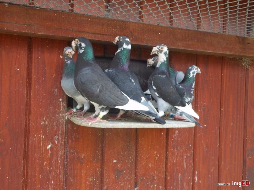 golebie-staropolskie-mlode-2017r-golebie-staropolskie-mlode-2017r-7-7 - V--Album ORIENTATIV-2