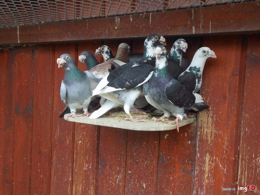 golebie-staropolskie-mlode-2017r-golebie-staropolskie-mlode-2017r-8-8 - V--Album ORIENTATIV-2