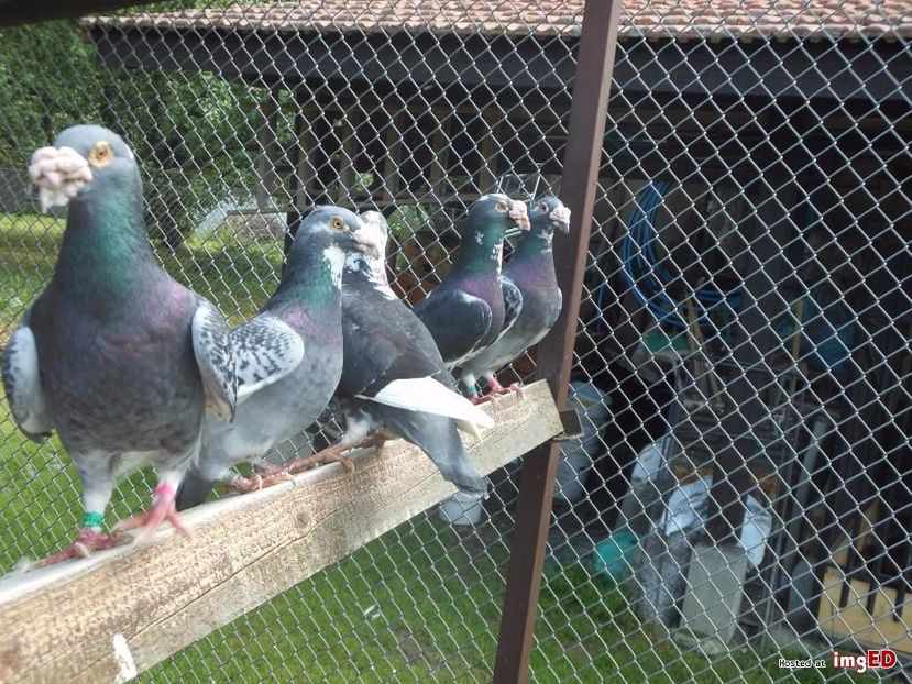 golebie-staropolskie-mlode-2017rok-golebie-staropolskie-mlode-2017rok-7-7 - V--Album ORIENTATIV-2