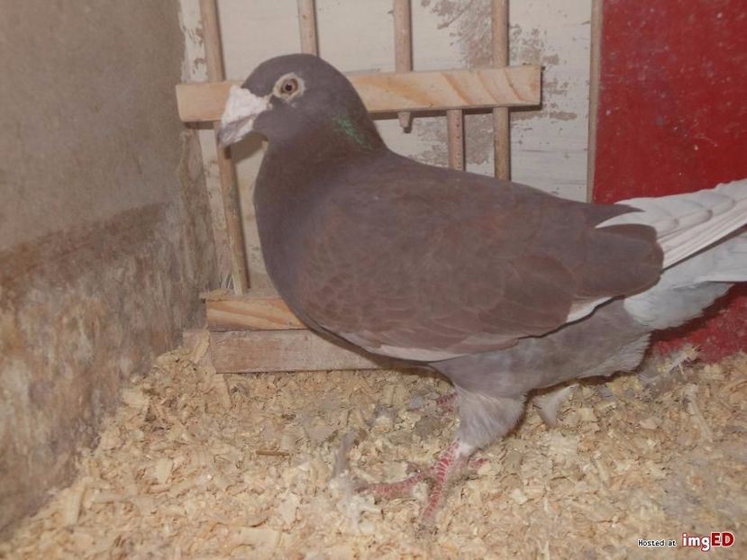 golebie-staropolskie-samiczka-2013-golebie-staropolskie-samiczka-2013-3-3 - V--Album ORIENTATIV-2