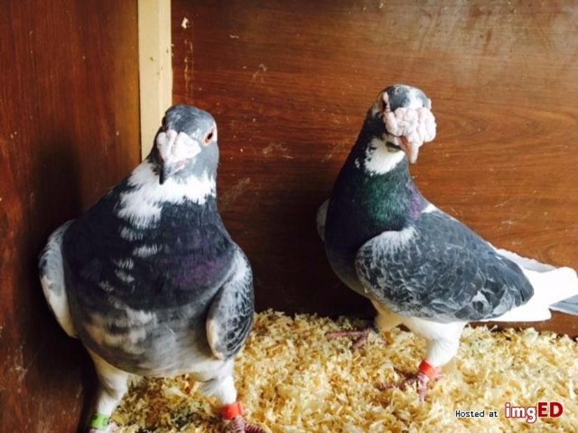 golebie-staropolskie-z-2016-r-golebie-staropolskie-z-2016-r-5-5 - V--Album ORIENTATIV-2