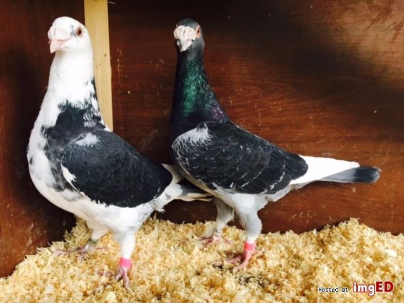 golebie-staropolskie-z-2016-r-golebie-staropolskie-z-2016-r-6-6 - V--Album ORIENTATIV-2