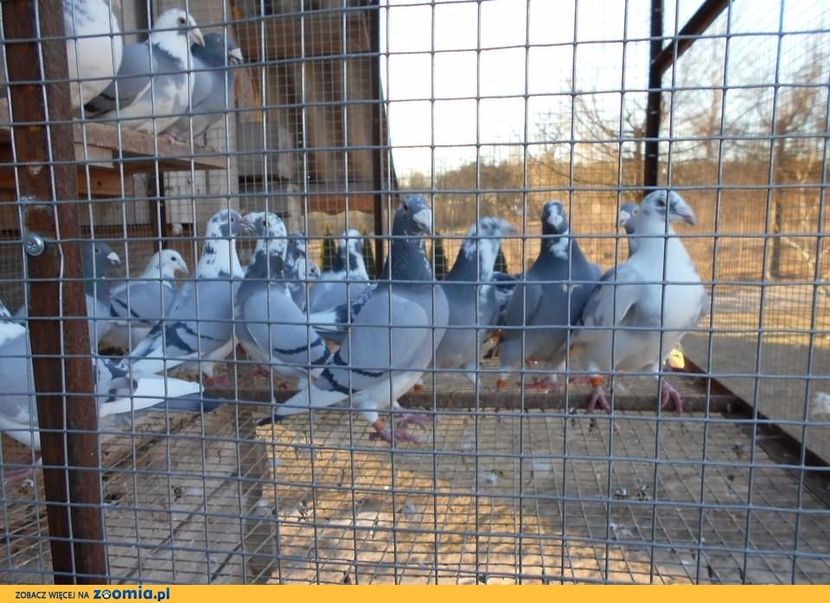 ptaki-golebie_big_1_360571083 - V--Album ORIENTATIV-2