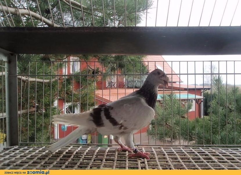 ptaki-golebie_big_1_1486939593 - V--Album ORIENTATIV-2