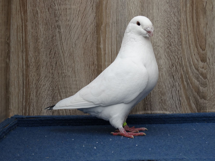 DE - Tineret Show Racer 2017