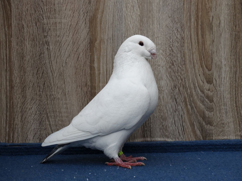 Vanzare - Tineret Show Racer 2017