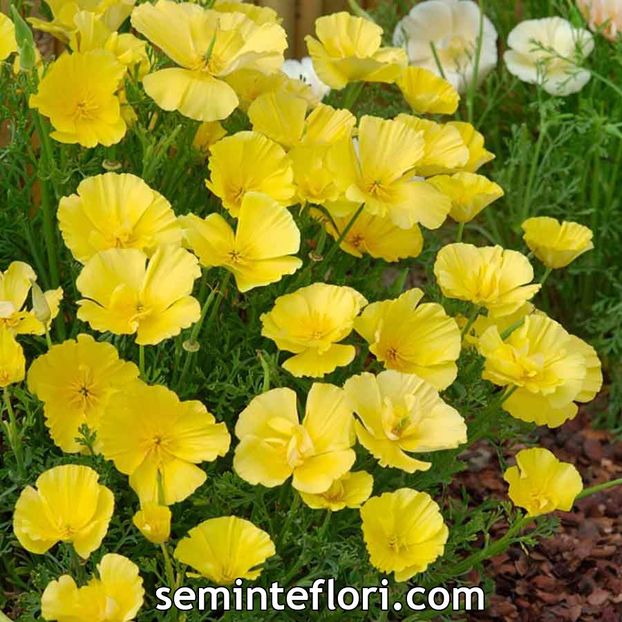 Seminte flori mac californian galben - Seminte de Mac Californian - Eschscholtzia Butter Bush