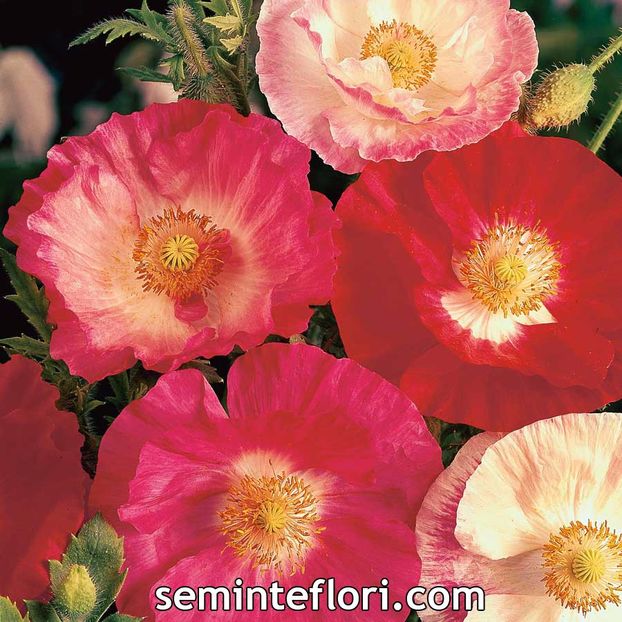 Seminte de flori Poppy Shirley Double Mix - SEMINTE FLORI TOAMNA 2017