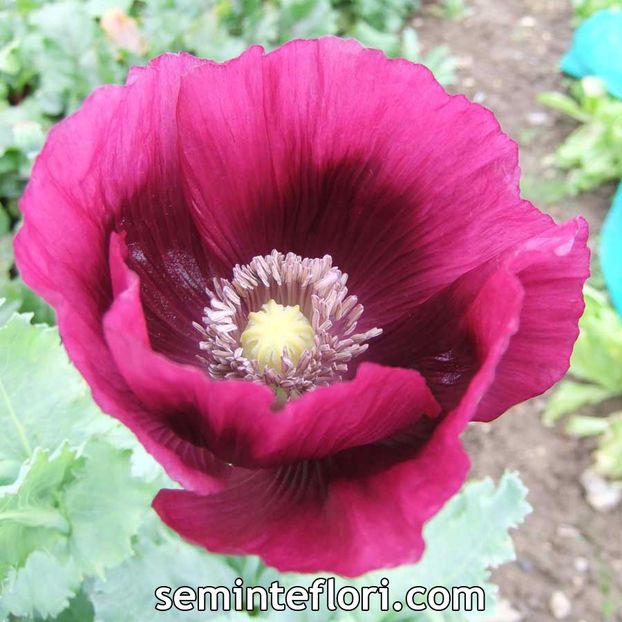 Seminte flori mac de gradina - Seminte de Mac de Gradina - Poppy Papaver Somniferum Laurens Grape