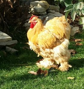  - Cochin galben 2017-2018