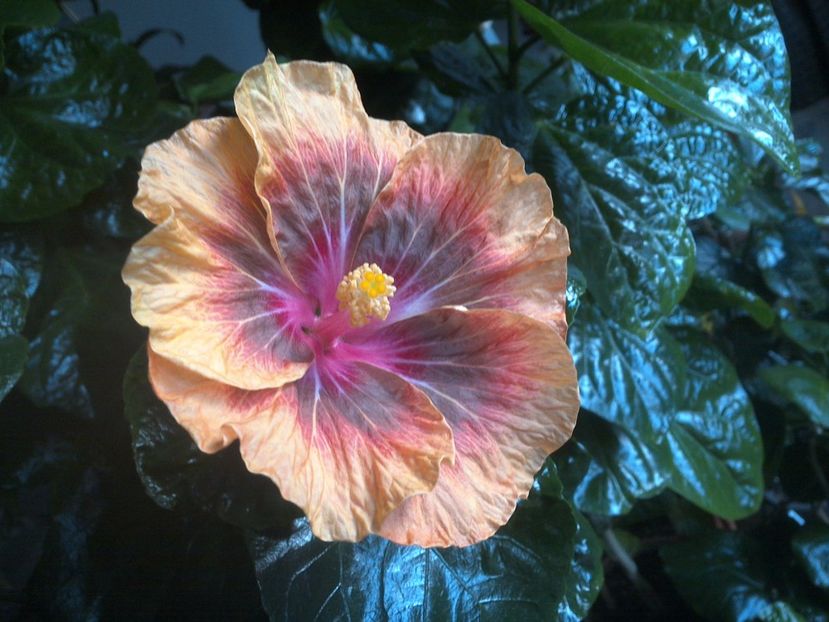 WIN_20171029_070243 - Jeanette Elliff