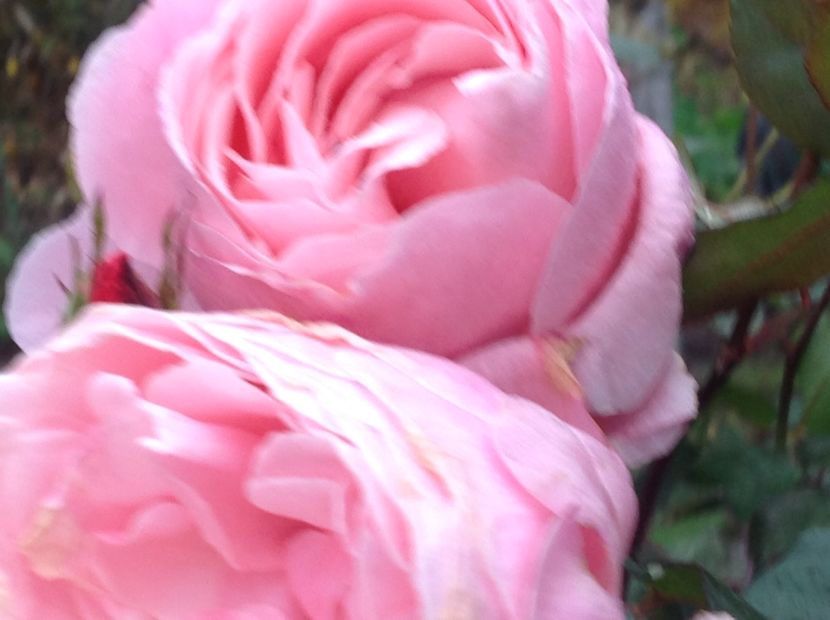  - Un roz veteran in gradi