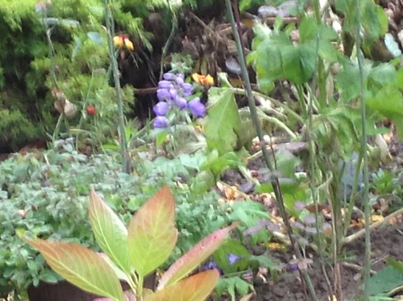  - Delphinium un nou inceput