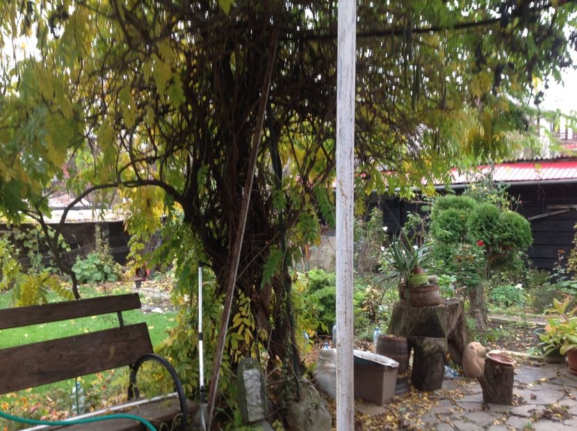  - Glicina 6 feb 2018