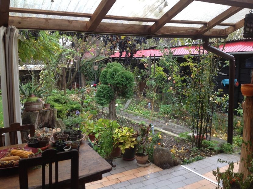  - Thuja occidentalis