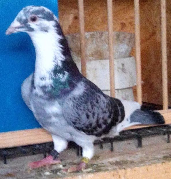 Mascul 2016-731....-Targoviste - Porumbei vanduti