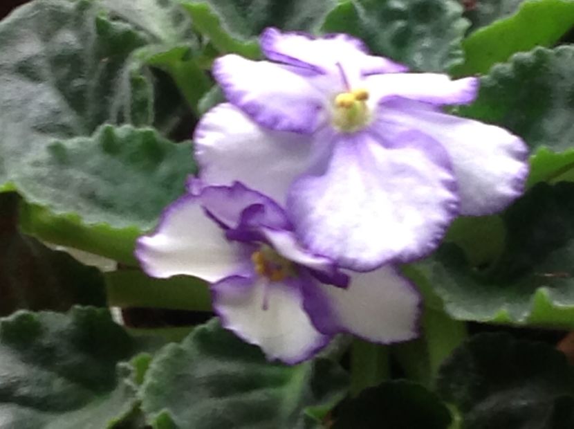  - Violete 2017 oct si inceput de 2018