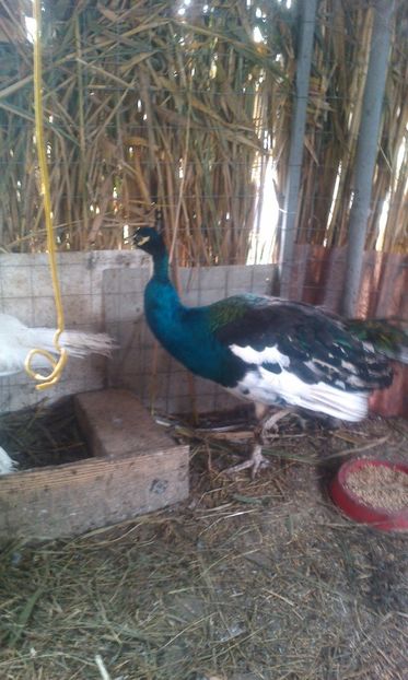 poze pauni si fazani 055 - pauni