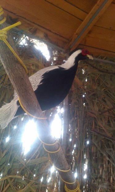 poze pauni si fazani 041 - pasarile mele