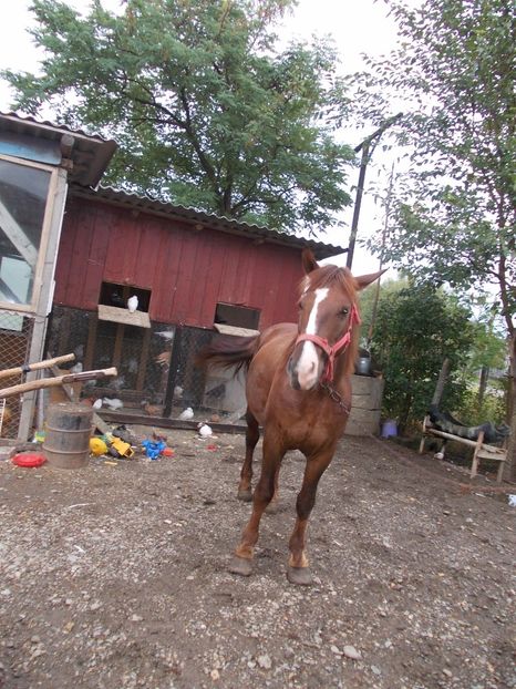 mindenfele fotok (30) - Calul meu