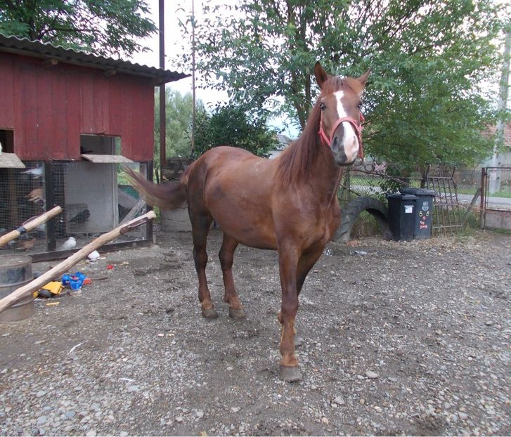 mindenfele fotok (32) - Calul meu