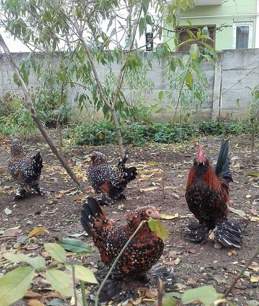  - MATCA MII DE FLORI PORTELAN BARBOASE 2018