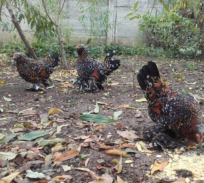  - MATCA MII DE FLORI PORTELAN BARBOASE 2018