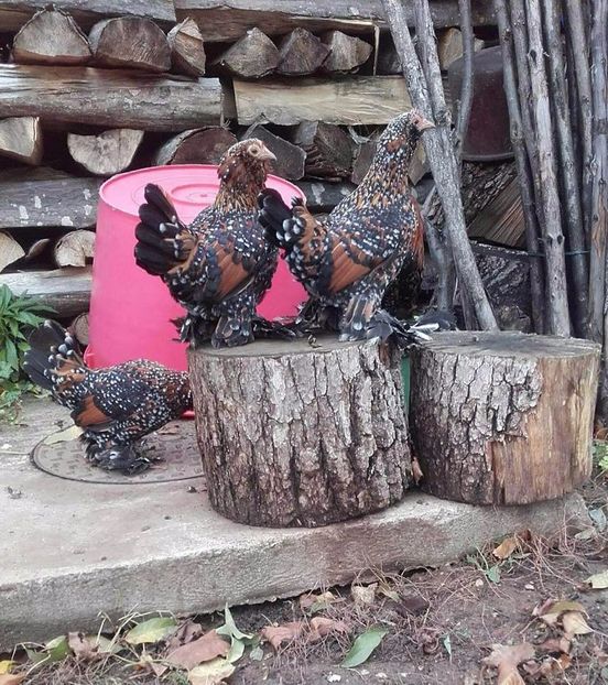  - MATCA MII DE FLORI PORTELAN BARBOASE 2018