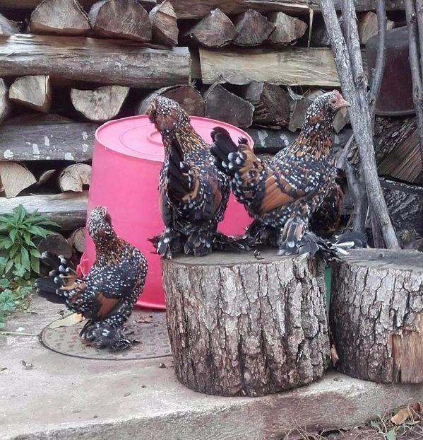  - MATCA MII DE FLORI PORTELAN BARBOASE 2018