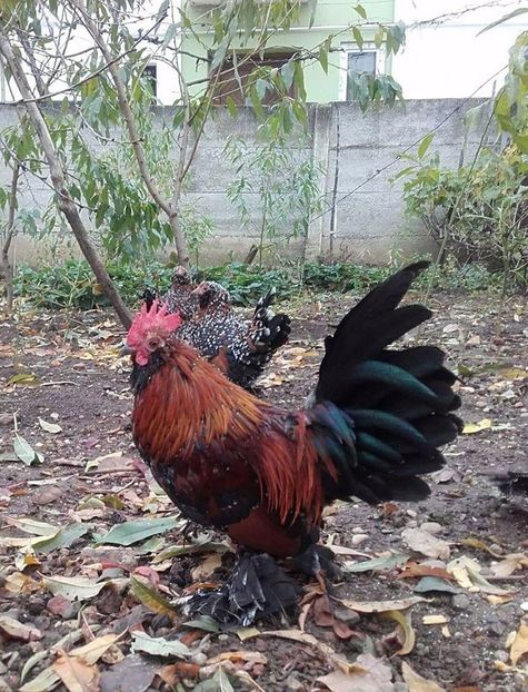  - MATCA MII DE FLORI PORTELAN BARBOASE 2018