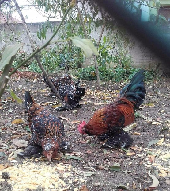  - MATCA MII DE FLORI PORTELAN BARBOASE 2018