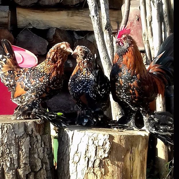  - MATCA MII DE FLORI PORTELAN BARBOASE 2018