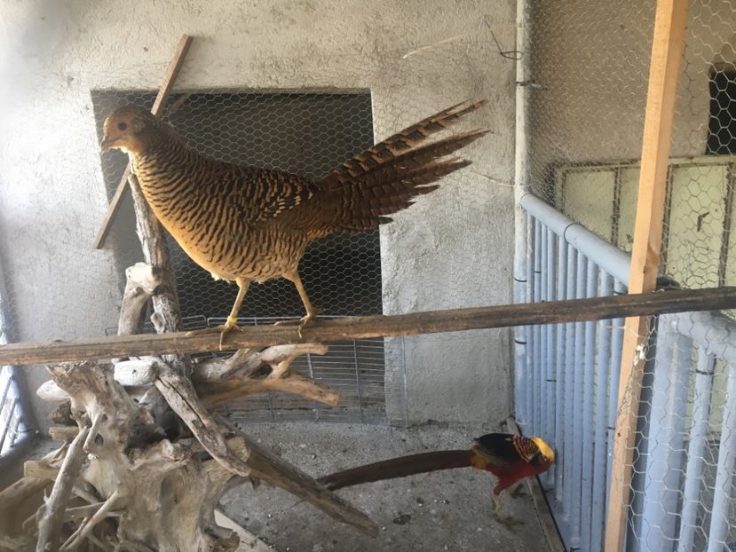 Femela 2017 - Fazani Auriu pe Roșu