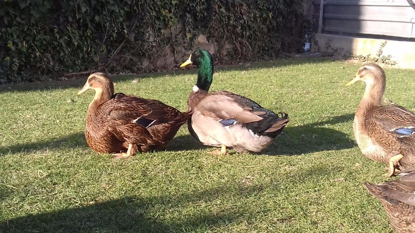  - Tineret rouenn 2017