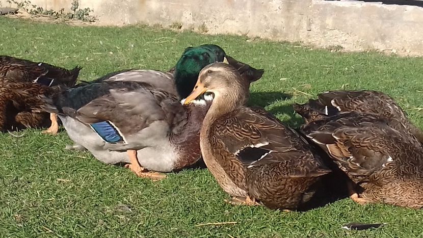  - Tineret rouenn 2017