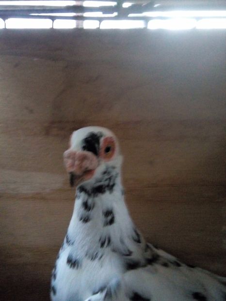 F 2017 - Indian german 2017