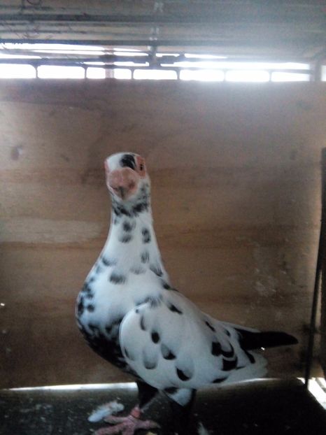  - Indian german 2017