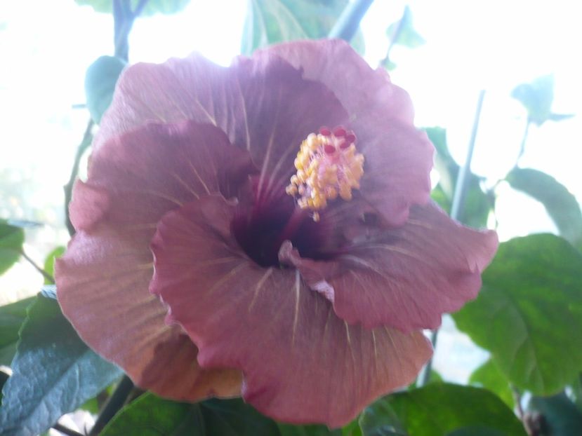 29.10.2017 - HIBISCUSI 2017-4