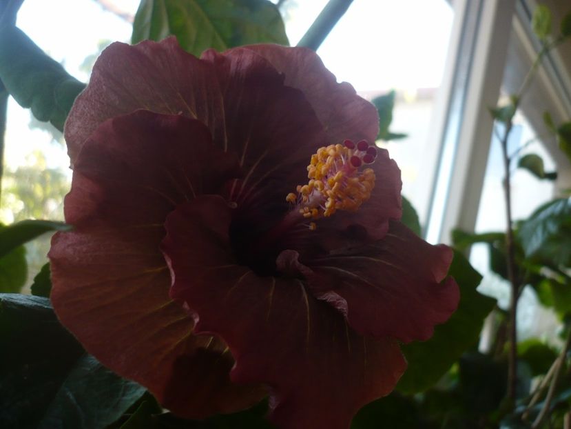 P1350332 - HIBISCUSI 2017-4