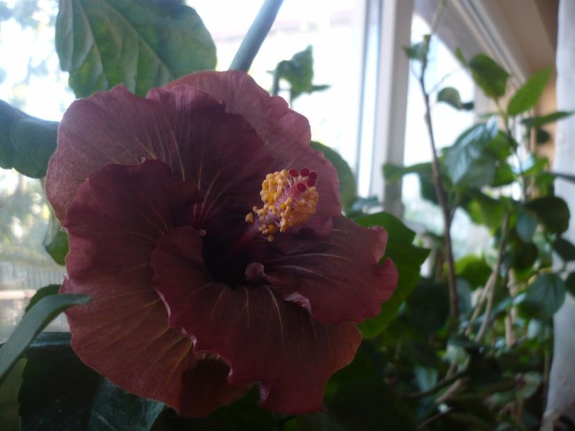 P1350335 - HIBISCUSI 2017-4