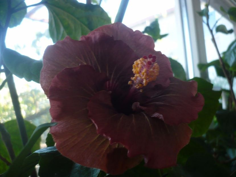 P1350336 - HIBISCUSI 2017-4